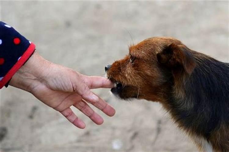 孕妇梦见狗咬了自己的手指