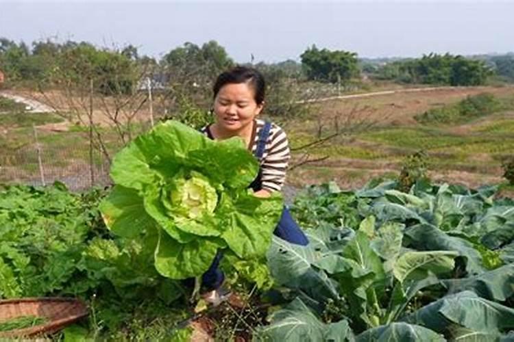 梦到地里白菜苗长得很绿