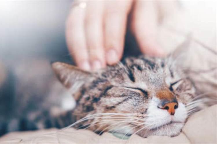 女人梦到黄色的猫什么预兆