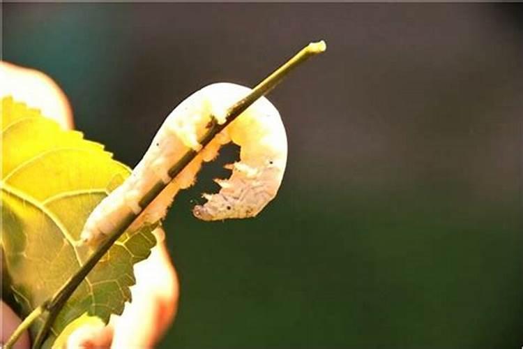 梦到姥姥家漏雨