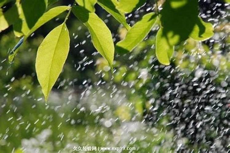 梦见下雨还有死人