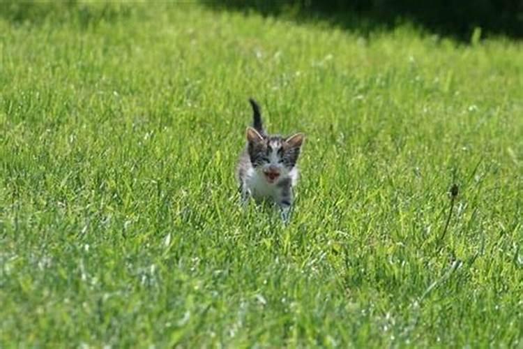 梦到收养猫狗是什么意思周公解梦女人