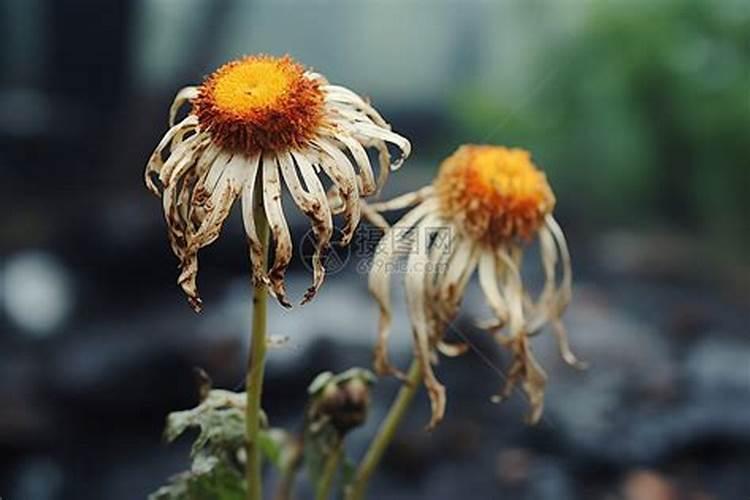 梦见花有点枯萎