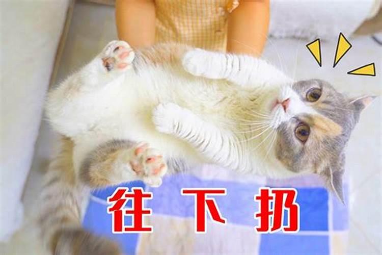 梦见把猫从高处扔下去