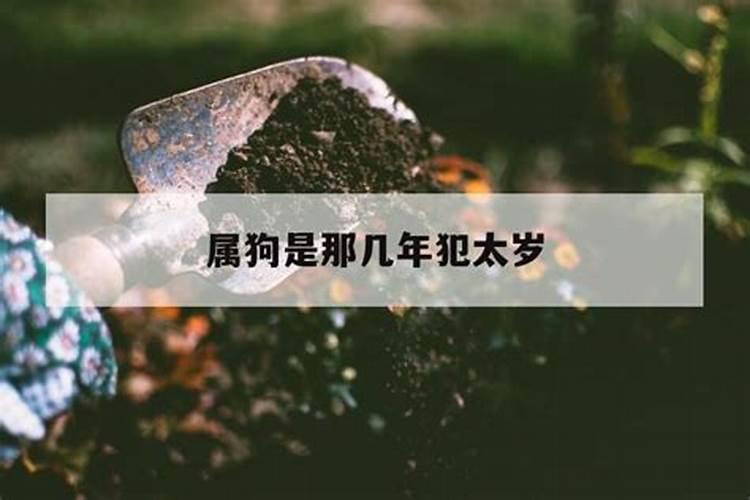 属虎人在今年的运程