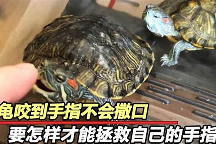 梦见乌龟被咬死被吃掉