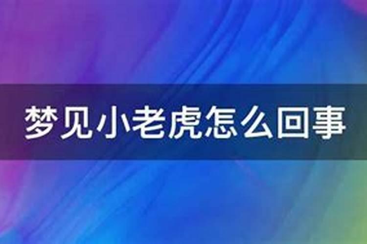 晚上梦见小老虎黏我