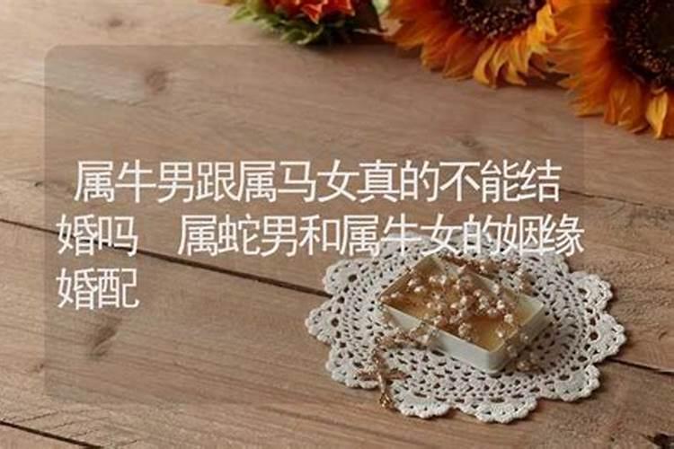 属牛跟属马能结婚吗好吗