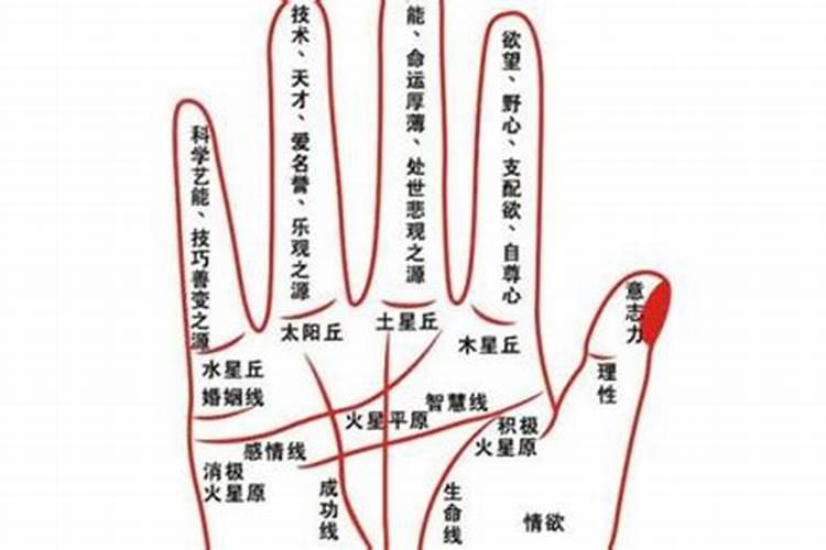 女人梦见牛跑了是什么意思啊周公解梦