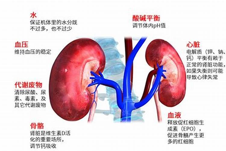 什么八字的人肾不好