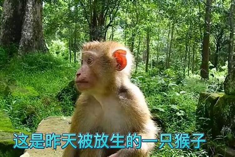 梦见猴子被铁链子拴着了