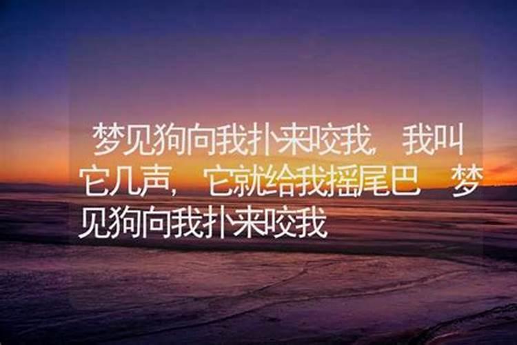 做梦梦到狗向你摇尾巴