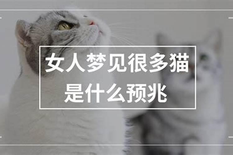 未婚女人梦见猫