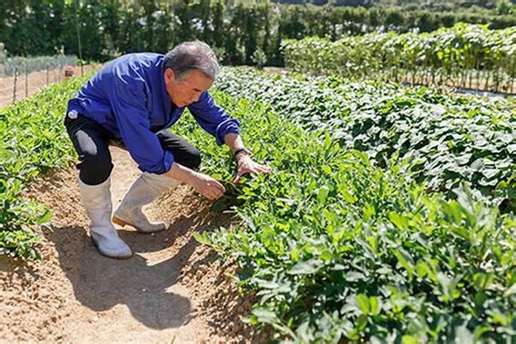 梦见给菜地施肥好不好