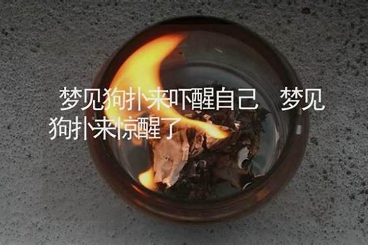 梦到被大狗扑过来