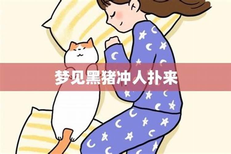 女人梦见一只大黑猪向他扑来