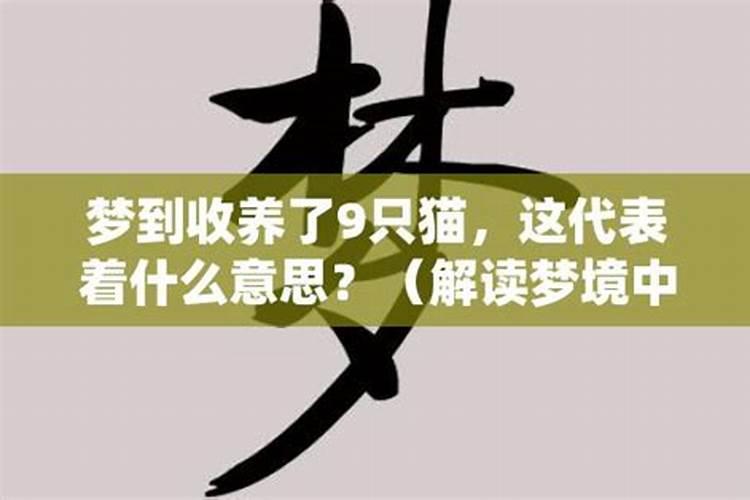 梦见自己收养了好几只猫