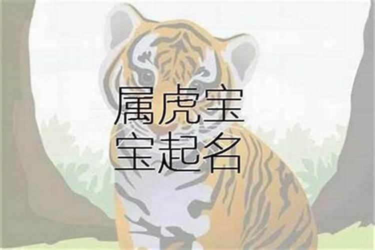 属虎的宝宝起个小名