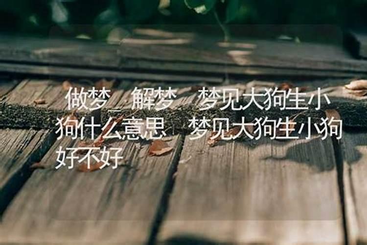 做梦见狗下小狗