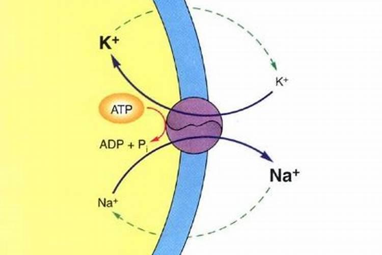 钠离子和钾离子转运的方式有哪些