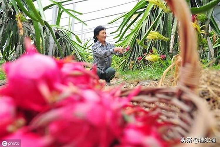 桂平是风水宝地留题