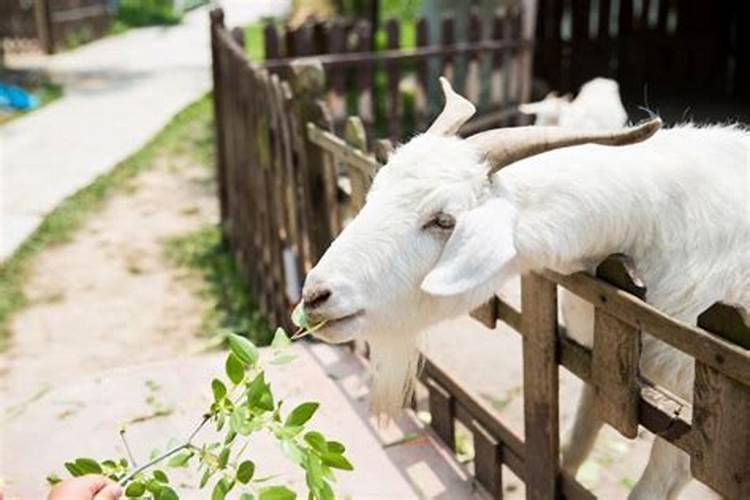 梦见死去多年的太爷爷