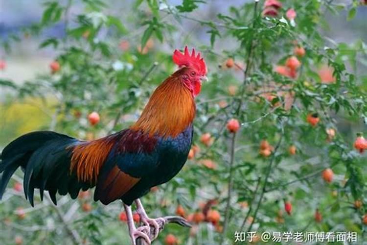 属鸡2023年犯太岁佩戴什么貔貅合适