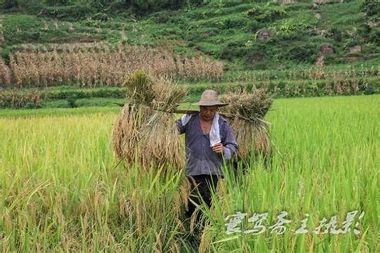 梦见和死人一起收谷子