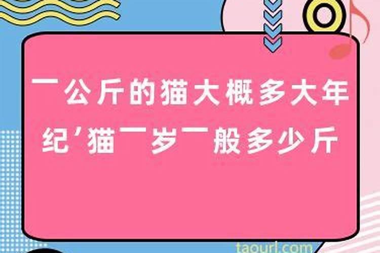 黄历挑日子主要看什么属相的