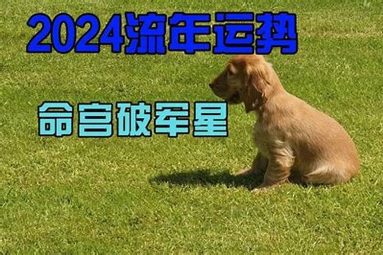 属鼠人2020年下半年每月运程运势