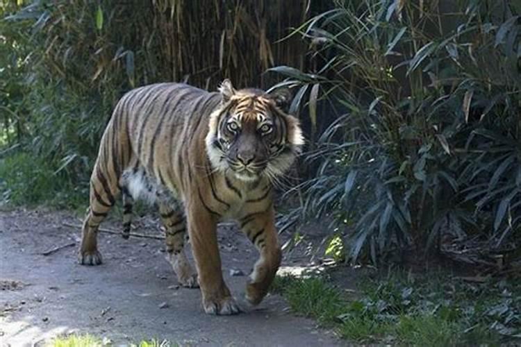 梦见好几只老虎进院子？