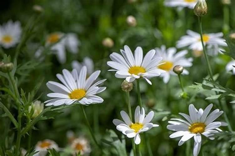 梦到菊花是什么意思