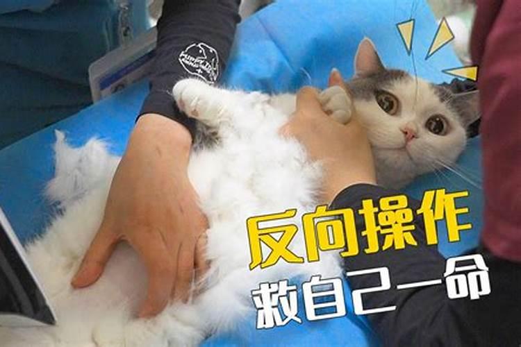 梦见猫救我一命,而自己却死了